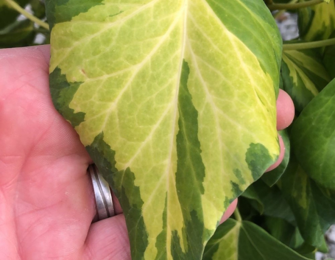 Brečtan kaukazský ´Sulphur Heart´