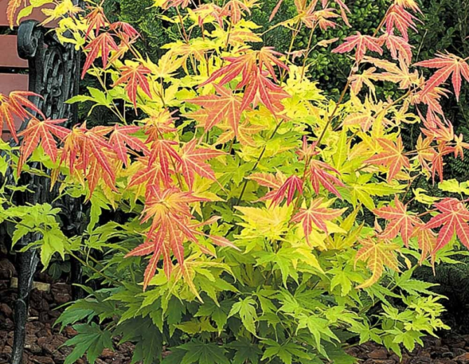 Javor dlaňovitolistý "Orange Dream"