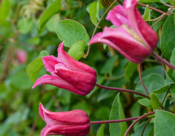 Plamienok ´Happy Diana´