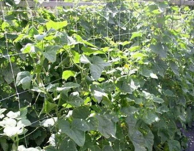 Podporná sieť pre pestovanie rastlín 1,2m x 10m