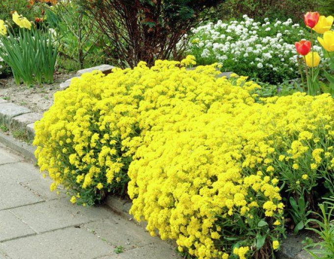 Taričník skalný ´Gold Cushion´