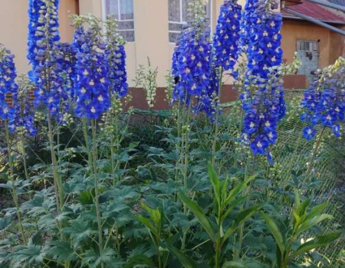 Stračonôžka vysoká ´Dark Blue Black Bee´