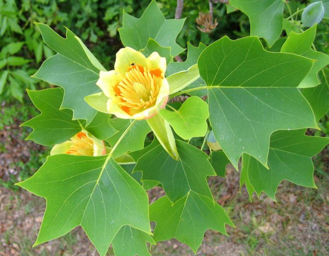 Ľaliovník tulipánokvetý  (Liriodendron tulipifera) 175cm