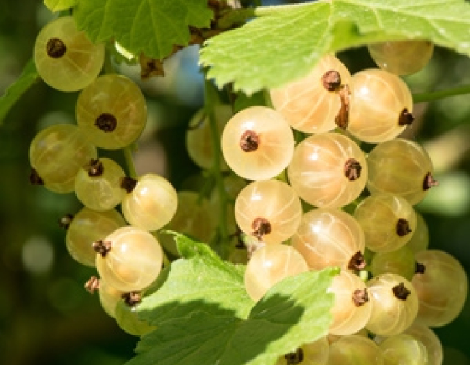 Ríbezľa biela ´Primus´ KER