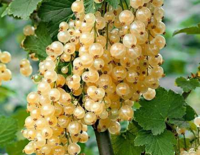 Ríbezľa biela ´Primus´ stromčeková, kont. 5l