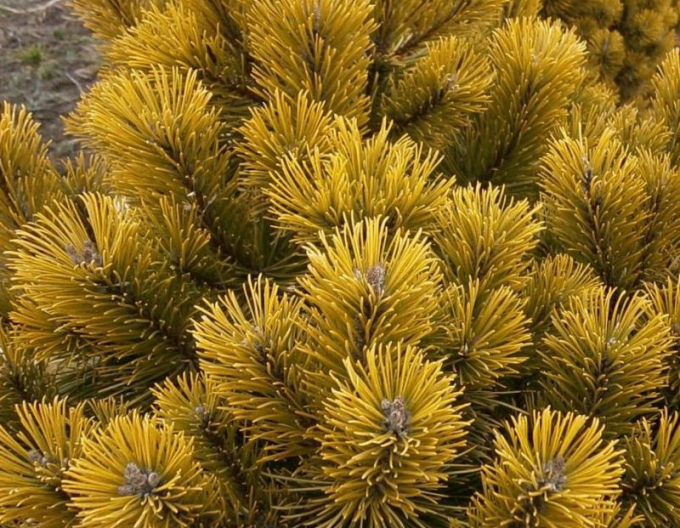 Borovica horská ´Wintergold´