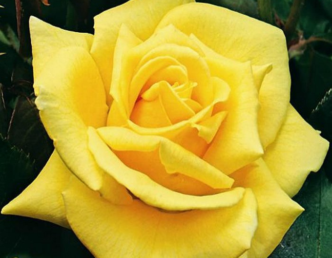 Ruža stromčeková ´LANDORA´