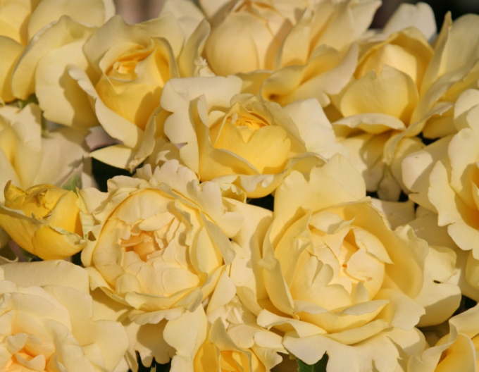 Ruža stromčeková ´WINTER SUN´