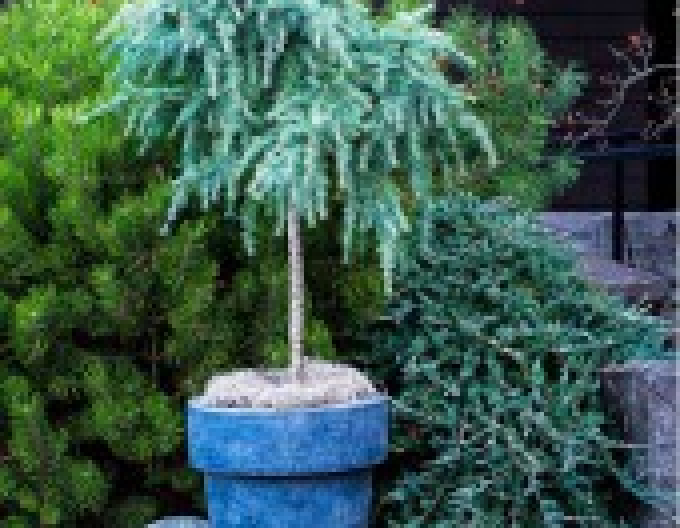 Céder himalájsky "Feeling Blue"