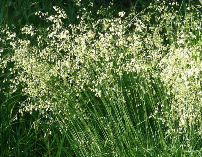 Kraslica prostredná 9x9