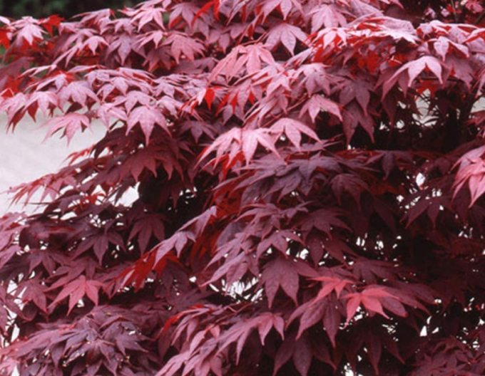 Javor  dlaňovitolistý ´Bloodgood´ 150 - 170cm