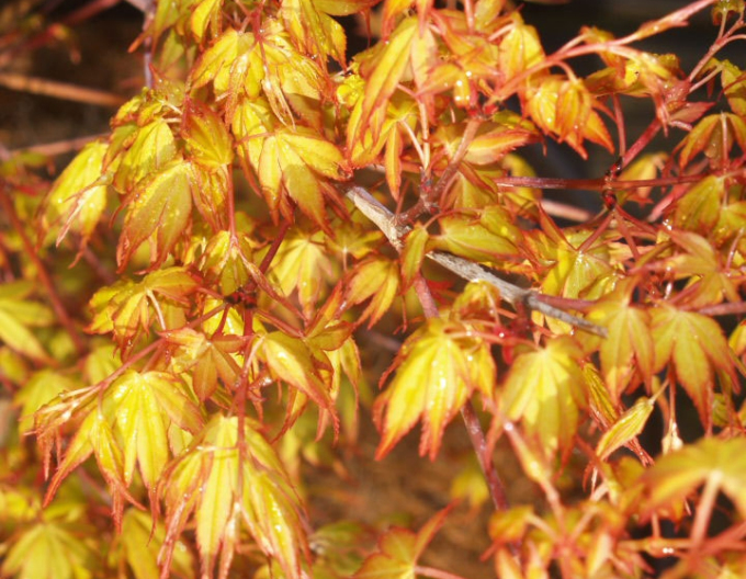 Javor  dlaňovitolistý ´Katsura´