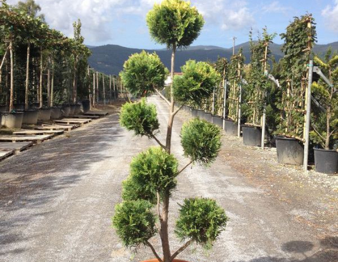 Cyprusovec leylandský PON PON 160cm