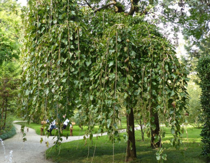 Moruša previslá  (čierne plody) 190cm