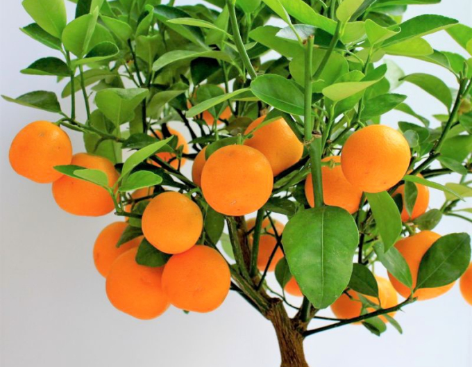 Citrónovník mandarínkový ´Mandarino´