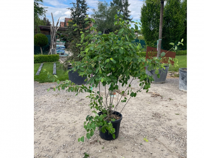 Muchovník Lamarckov 120 - 140cm