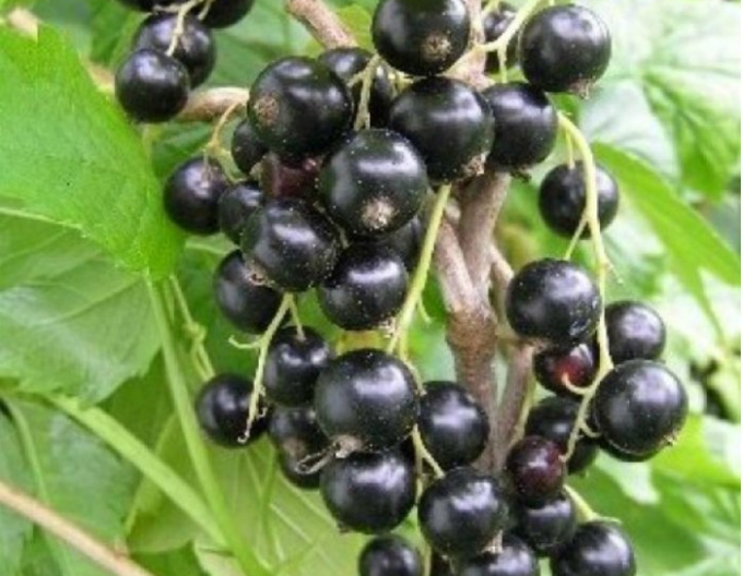 Ríbezľa čierna ´Sofijevskaja´ Stromčeková