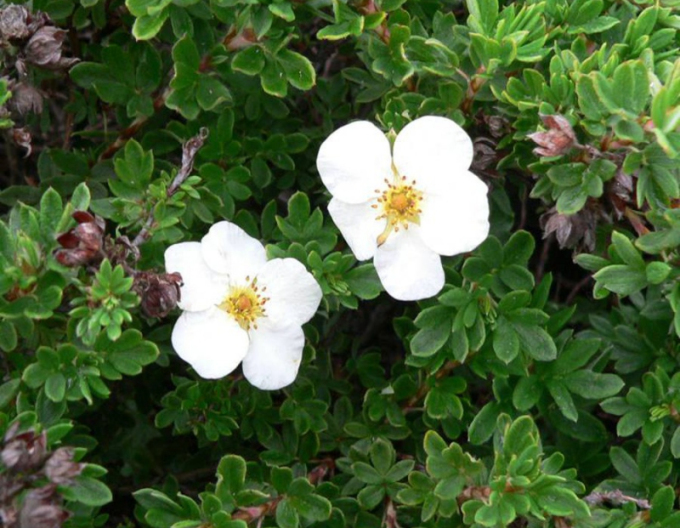 Nátržník krovitý ´Tilford Cream´