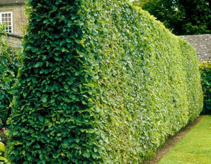 Hrab obyčajný ´Stena 180x120cm´