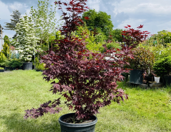 Javor  dlaňovitolistý ´Bloodgood´