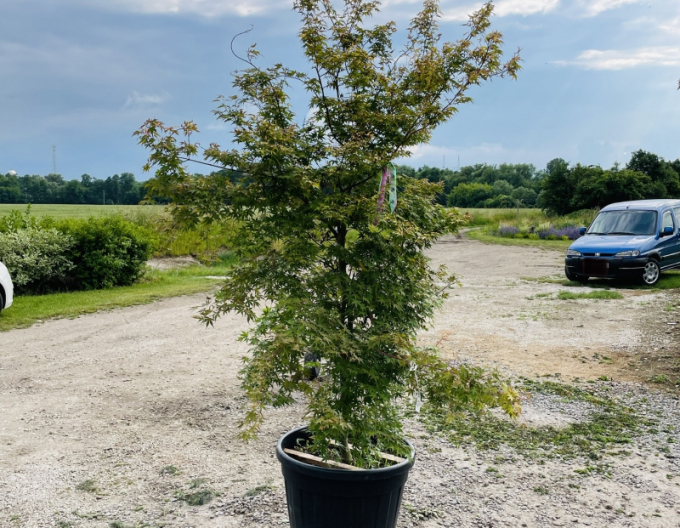 Javor  dlaňovitolistý ´Katsura´