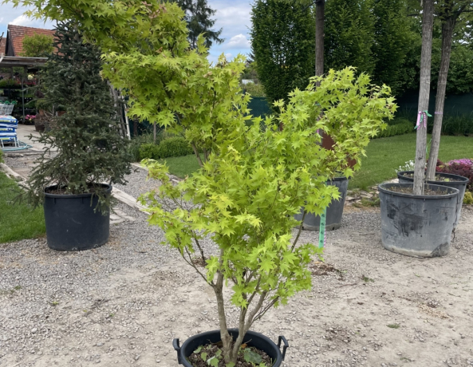 Javor dlaňovitolistý ´Summer Gold´