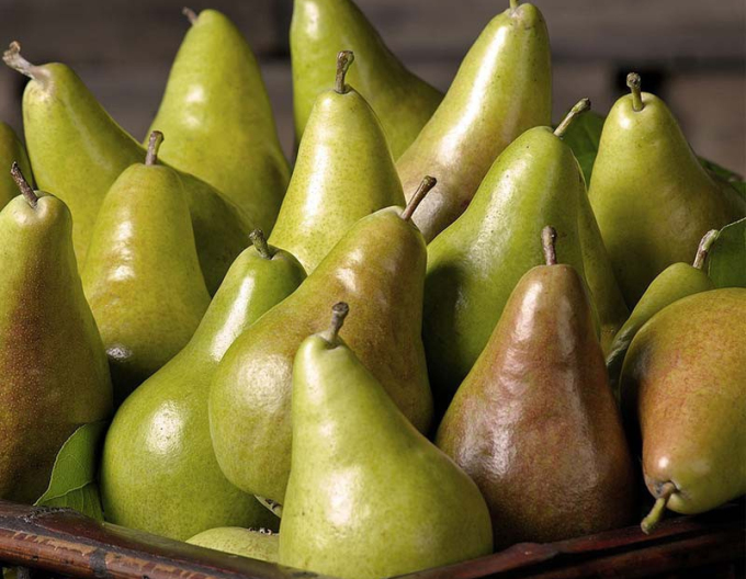 Hruška stĺpovitá "Concorde" 2l