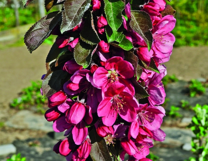 Jabloň stĺpová "Maypole" jesenná, podp. M7, kont. 5L