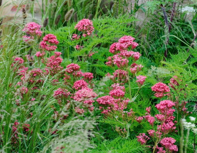 Centrant červený ’Coccineus’