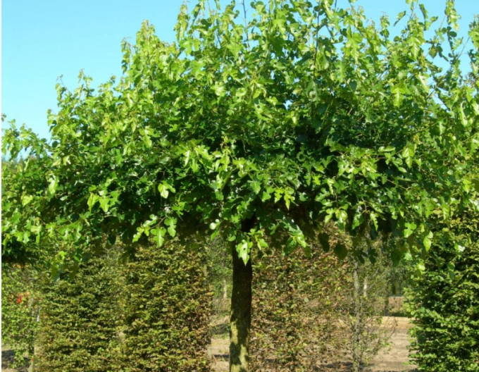 Moruša  ´Globosa´ na kmienku